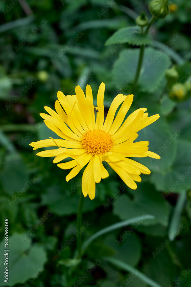Doronicum orientale, the leopard's bane in Nera Beusnita National Park Doronicum orientale, the leopard's bane in Nera Beusnita National Park