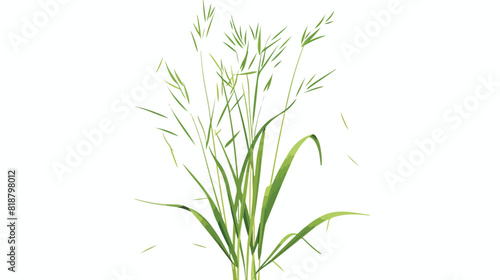 False oat-grass. Tall ornamental plant on thin stem white