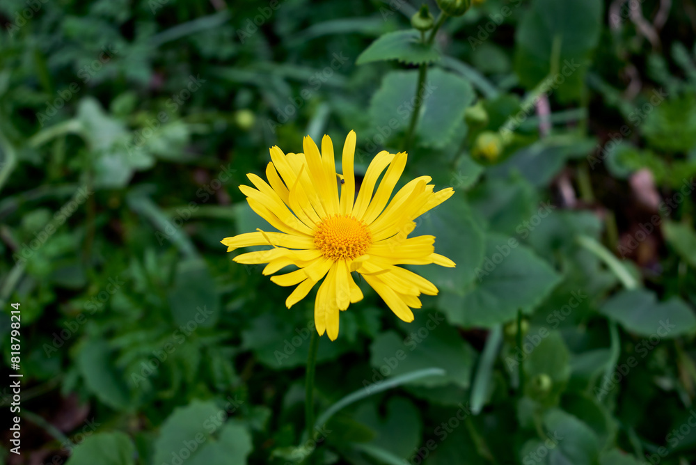 Doronicum orientale, the leopard's bane in Nera Beusnita National Park Doronicum orientale, the leopard's bane in Nera Beusnita National Park