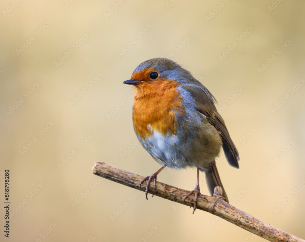 Small Robin bird perched on tree branch against blurred backdrop Small Robin bird perched on tree branch against blurred backdrop
