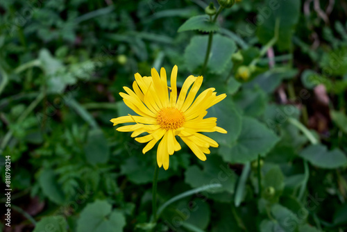 Doronicum orientale, the leopard's bane in Nera Beusnita National Park 