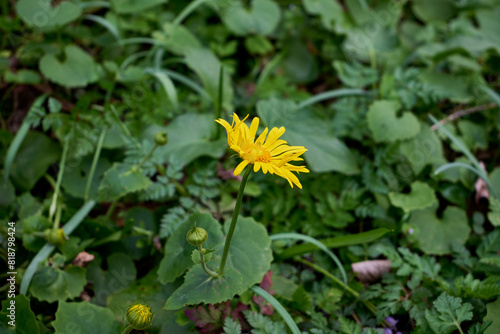 Fotografia Doronicum orientale, the leopard's bane in Nera Beusnita National Park