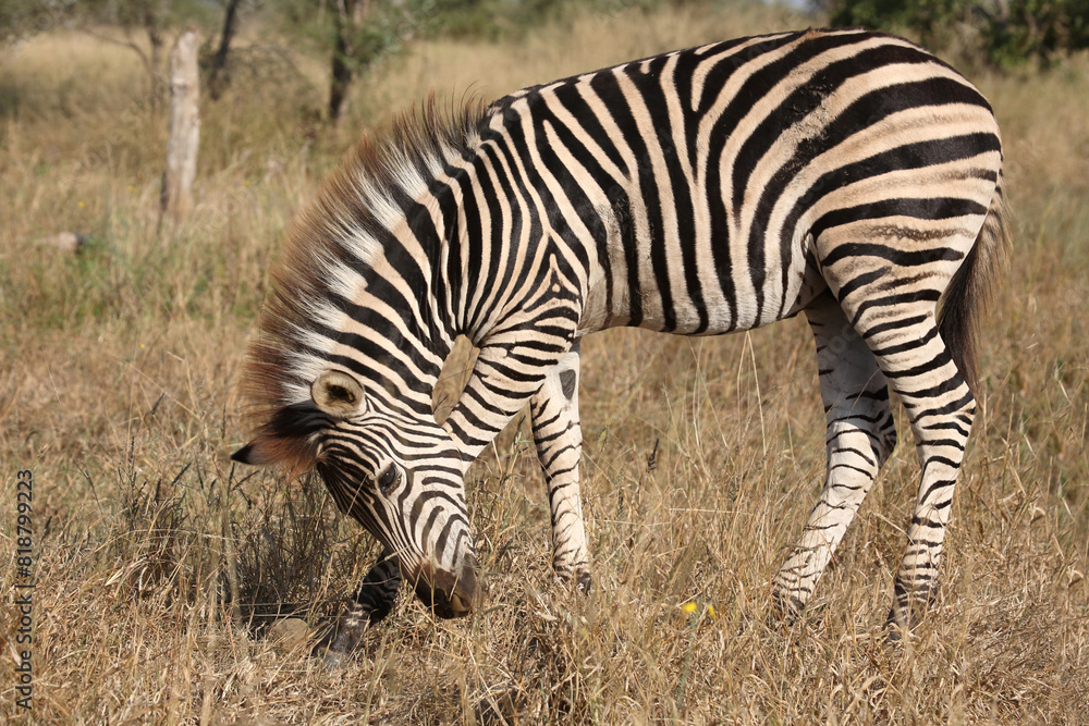 Steppenzebra / Burchell's zebra / Equus quagga burchellii. Steppenzebra / Burchell's zebra / Equus quagga burchellii.