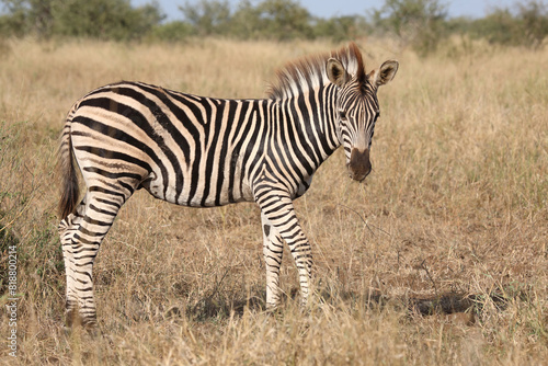 Steppenzebra   Burchell s zebra   Equus quagga burchellii.