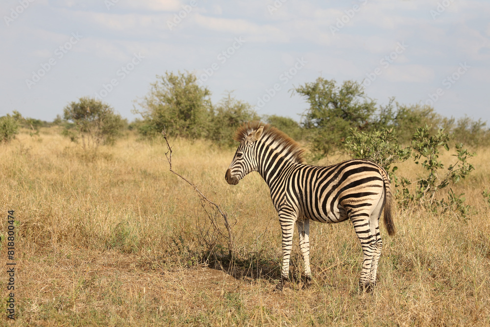 Steppenzebra / Burchell's zebra / Equus quagga burchellii. Steppenzebra / Burchell's zebra / Equus quagga burchellii.