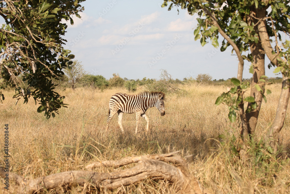 Obraz premium Steppenzebra / Burchell's zebra / Equus quagga burchellii.