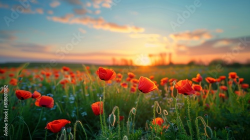 Orange poppy flowers in spring field at sunset, beautiful landscape with blue sky background
