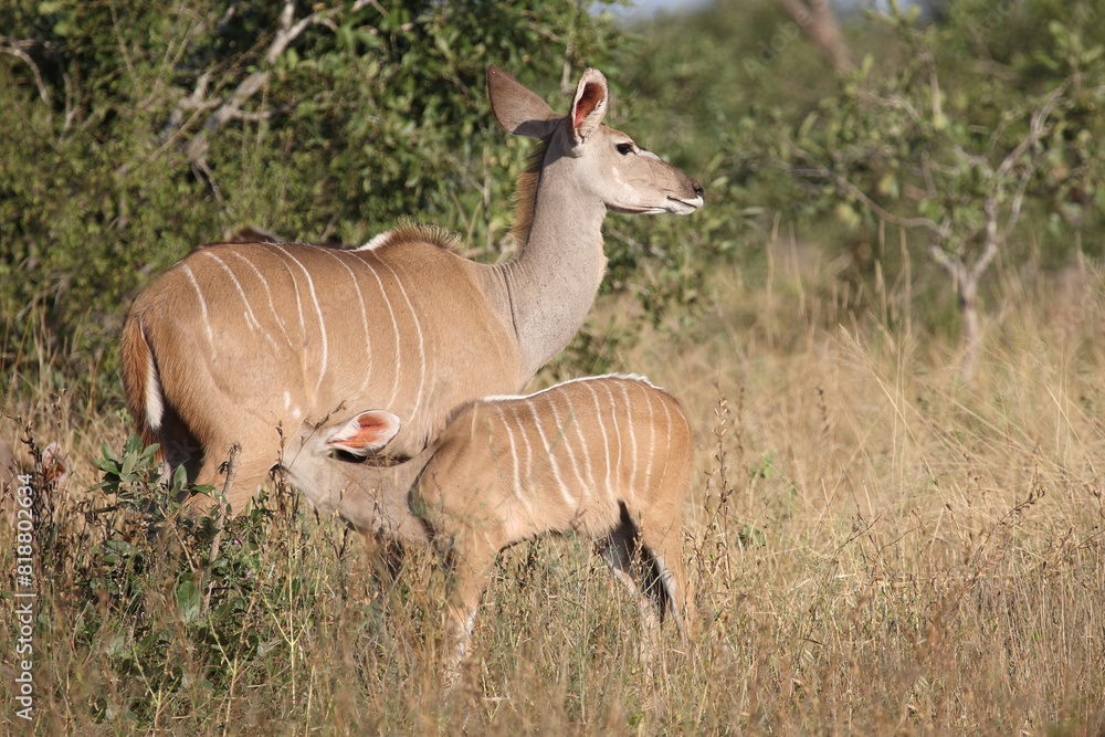 Fototapeta premium Großer Kudu / Greater kudu / Tragelaphus strepsiceros.