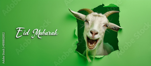 Funny goat eid ul adha wallpaper, funny goat head pop out of green sheet, eid mubarak, bakra eid, banner photo