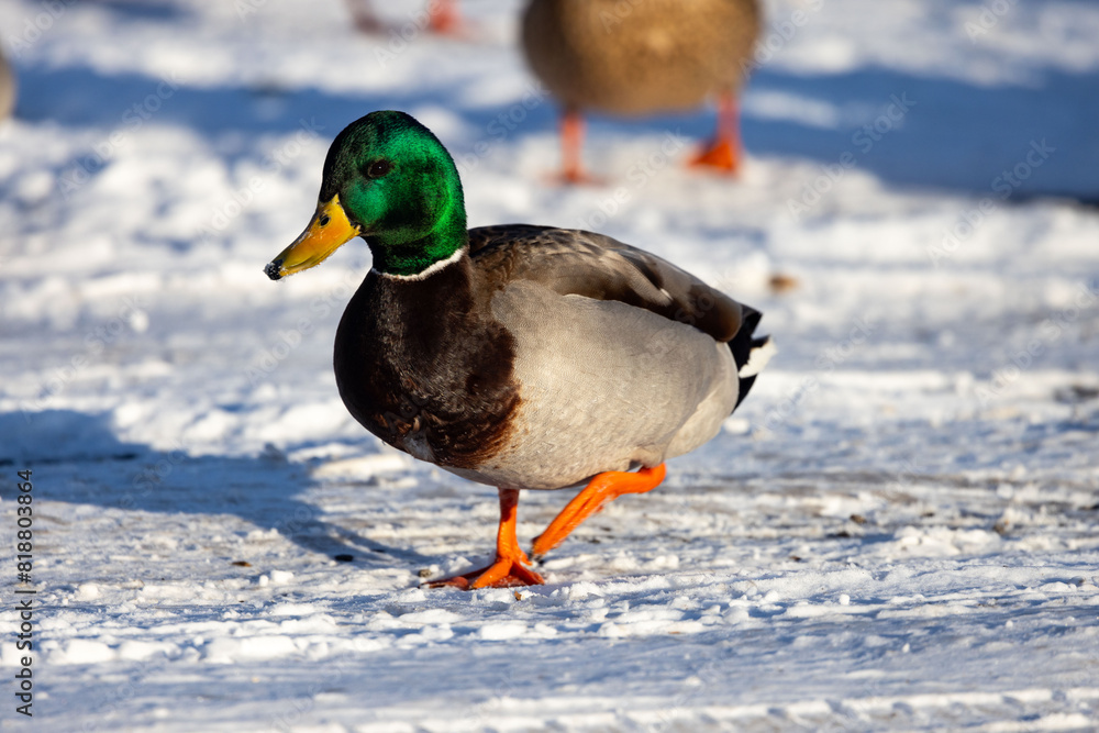 Duck in the snow around Lake Springfield, Illinois Area Duck in the snow around Lake Springfield, Illinois Area