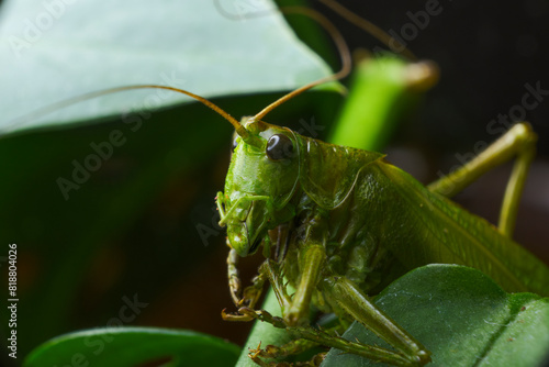 Macro shot of a green cricket between the leafs © Wirestock