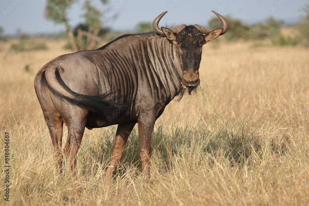 Streifengnu / Blue wildebeest / Connochaetes taurinus Streifengnu / Blue wildebeest / Connochaetes taurinus