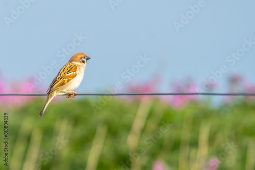 Sparrow on wire fence