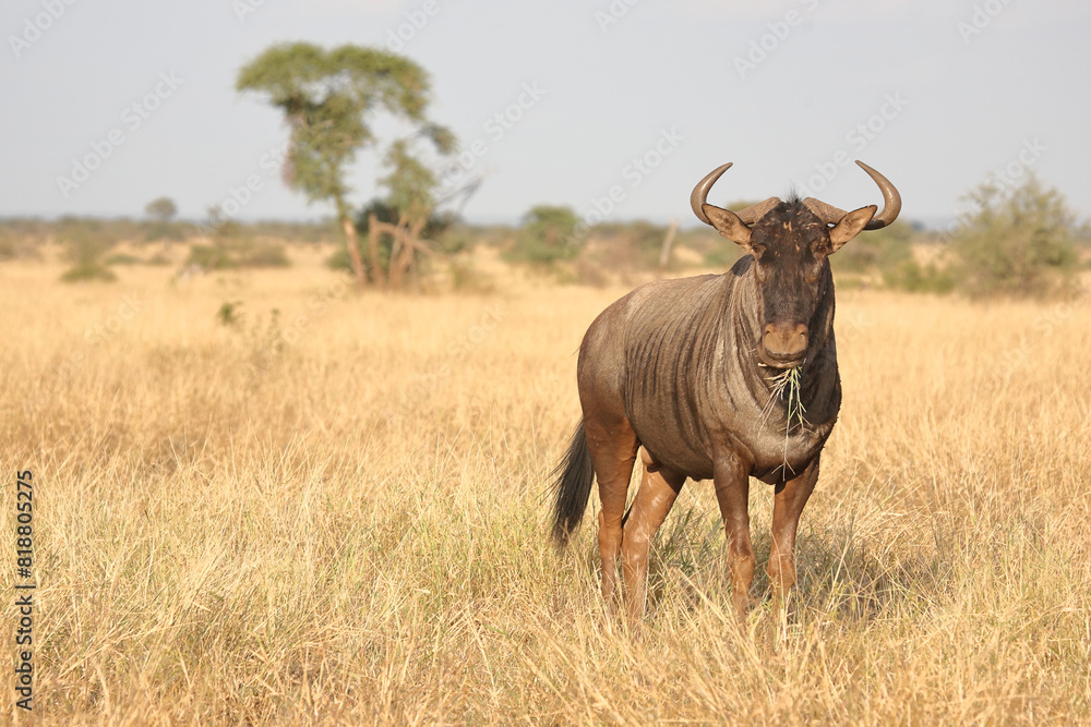 Streifengnu / Blue wildebeest / Connochaetes taurinus Streifengnu / Blue wildebeest / Connochaetes taurinus
