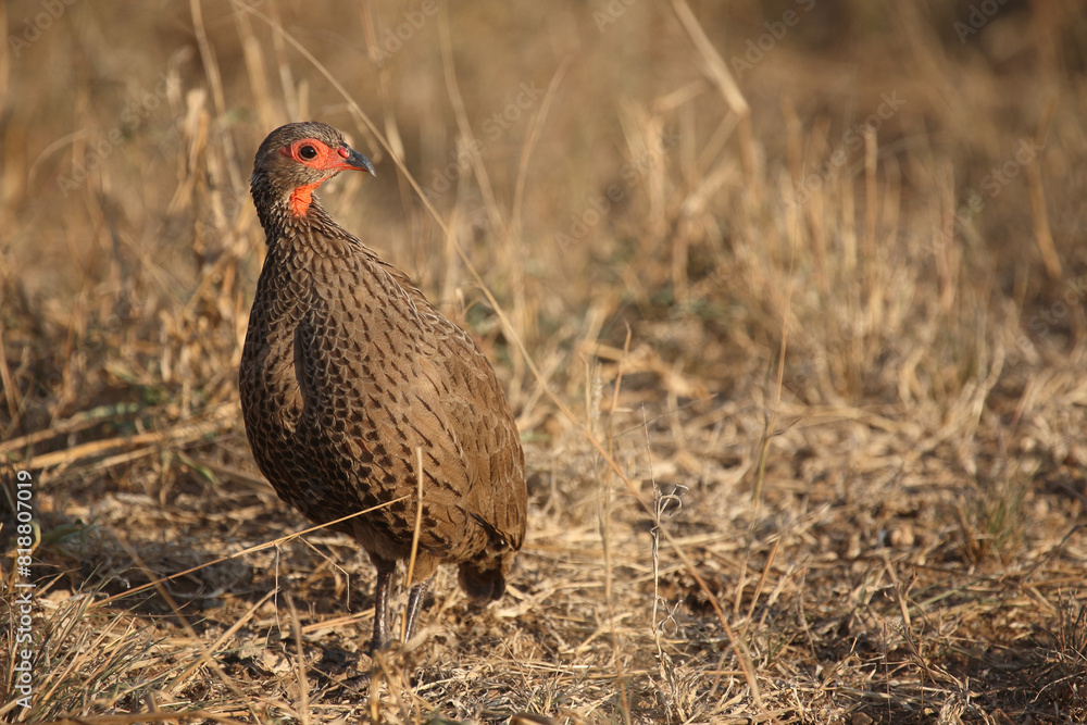 Swainsonfrankolin / Swainson's francolin or Swainson's spurfowl / Francolinus swainsonii. Swainsonfrankolin / Swainson's francolin or Swainson's spurfowl / Francolinus swainsonii.