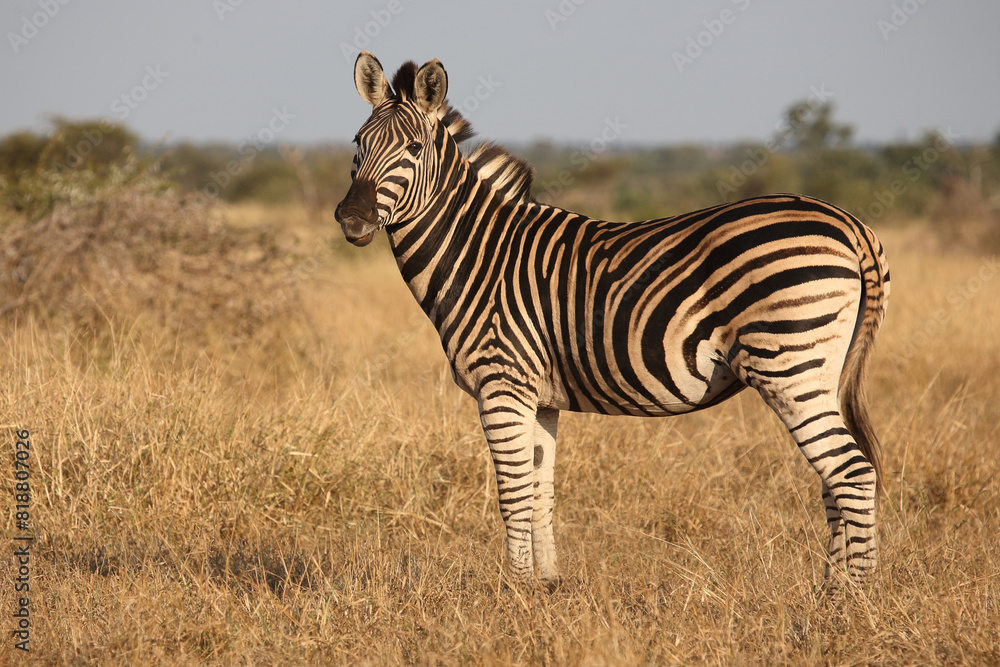 Steppenzebra / Burchell's zebra / Equus quagga burchellii