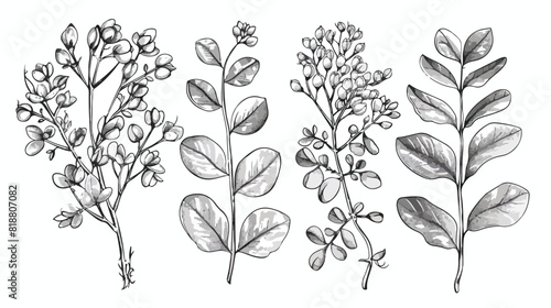Four of detailed botanical drawings of Moringa oleife photo