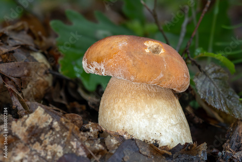 Boletus reticulatus, also known as oak mushroom, summer cep or summer bolete