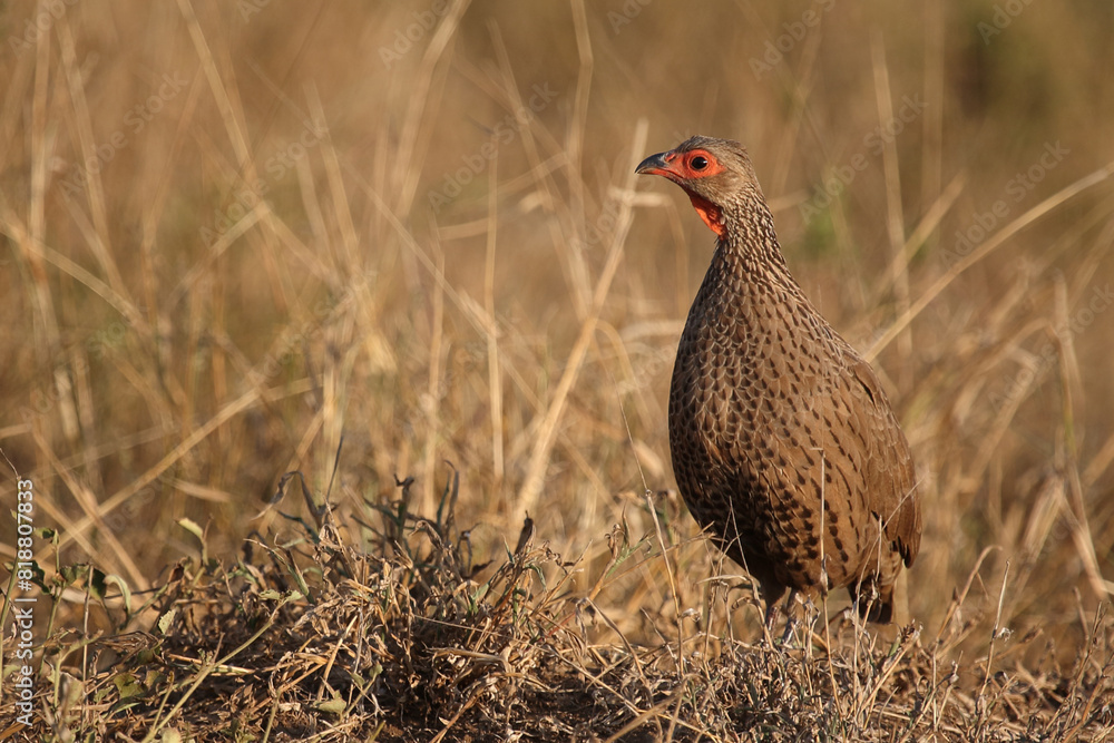 Swainsonfrankolin / Swainson's francolin or Swainson's spurfowl / Francolinus swainsonii. Swainsonfrankolin / Swainson's francolin or Swainson's spurfowl / Francolinus swainsonii.