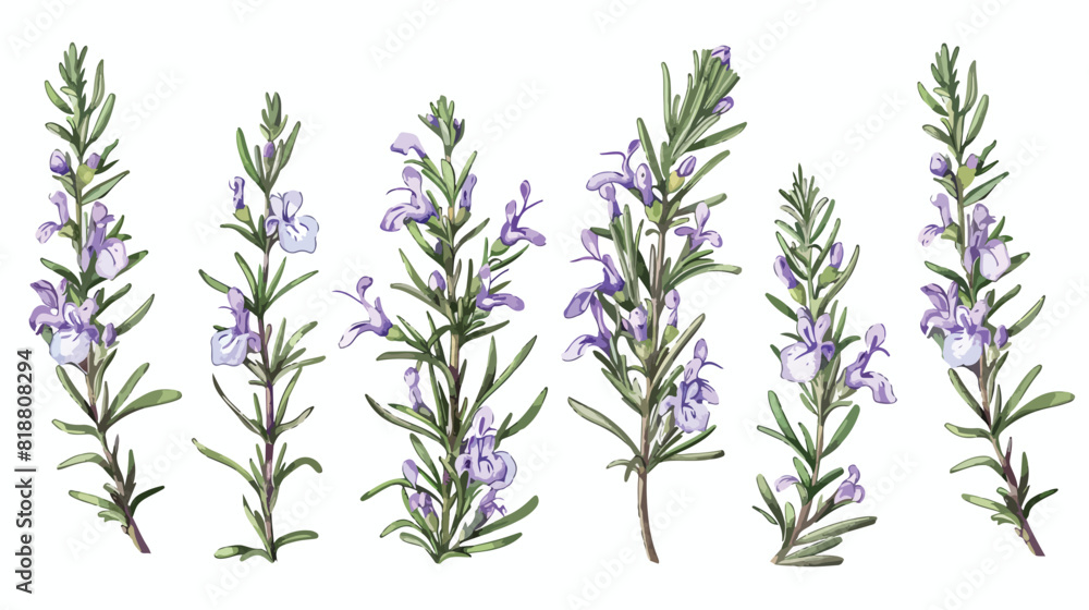 Four of elegant drawings of rosemary plants with flow