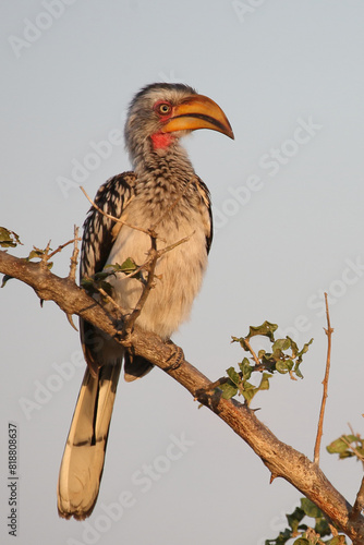 Südlicher Gelbschnabeltoko / Southern yellow-billed hornbill / Tockus leucomelas photo
