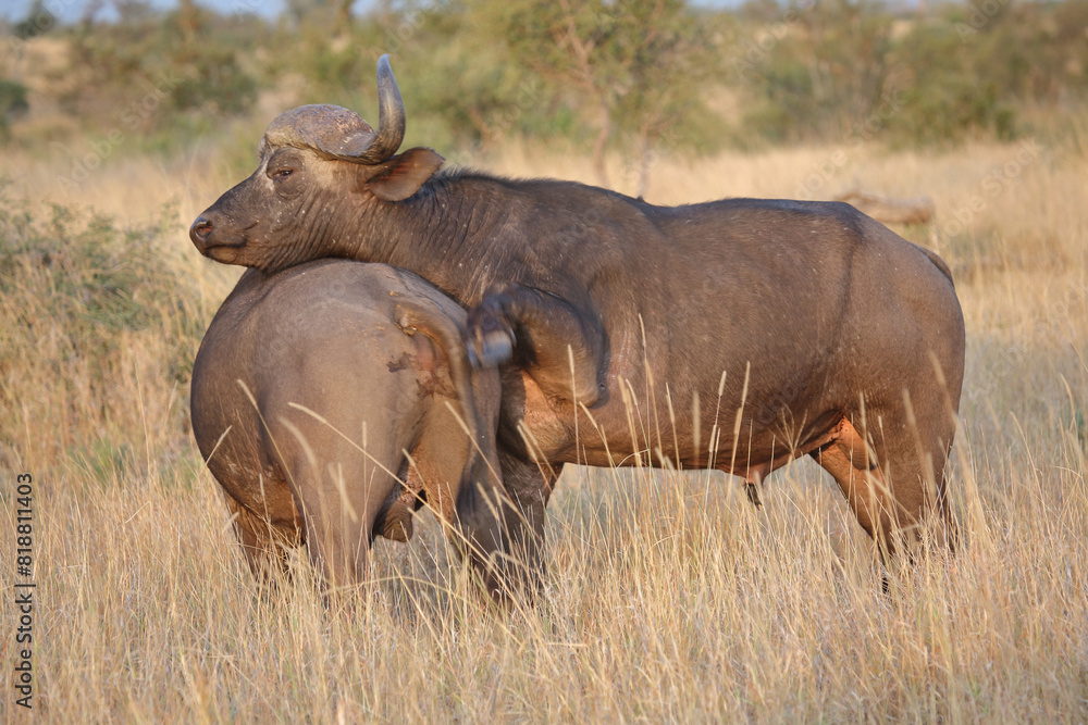 Kaffernbüffel / African buffalo / Syncerus caffer. Kaffernbüffel / African buffalo / Syncerus caffer.