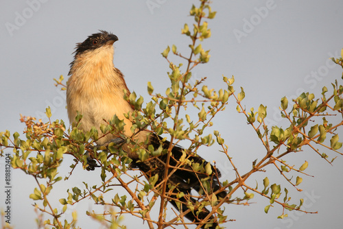 Tiputip / Burchell's coucal / Centropus superciliosus. photo