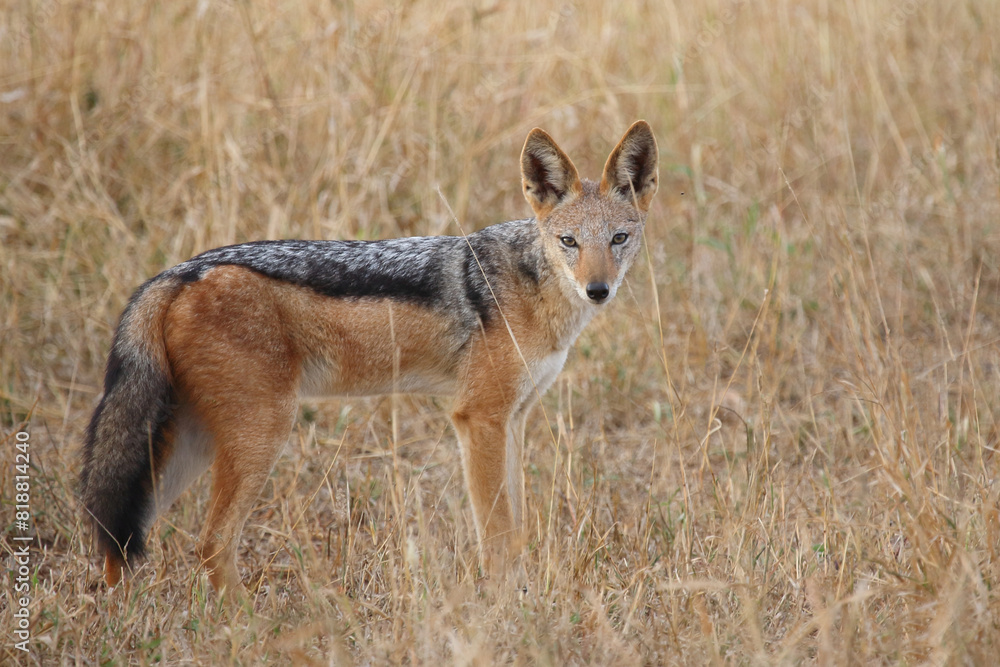 Obraz premium Schabrackenschakal / Black-backed jackal / Canis mesomelas