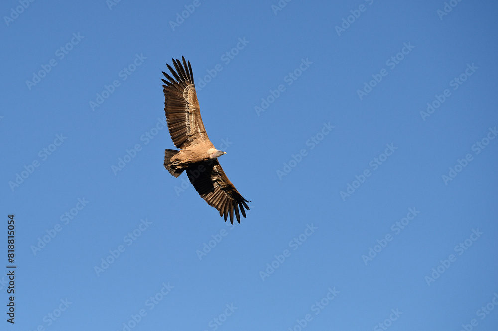 Obraz premium Vulture soaring through clear blue sky