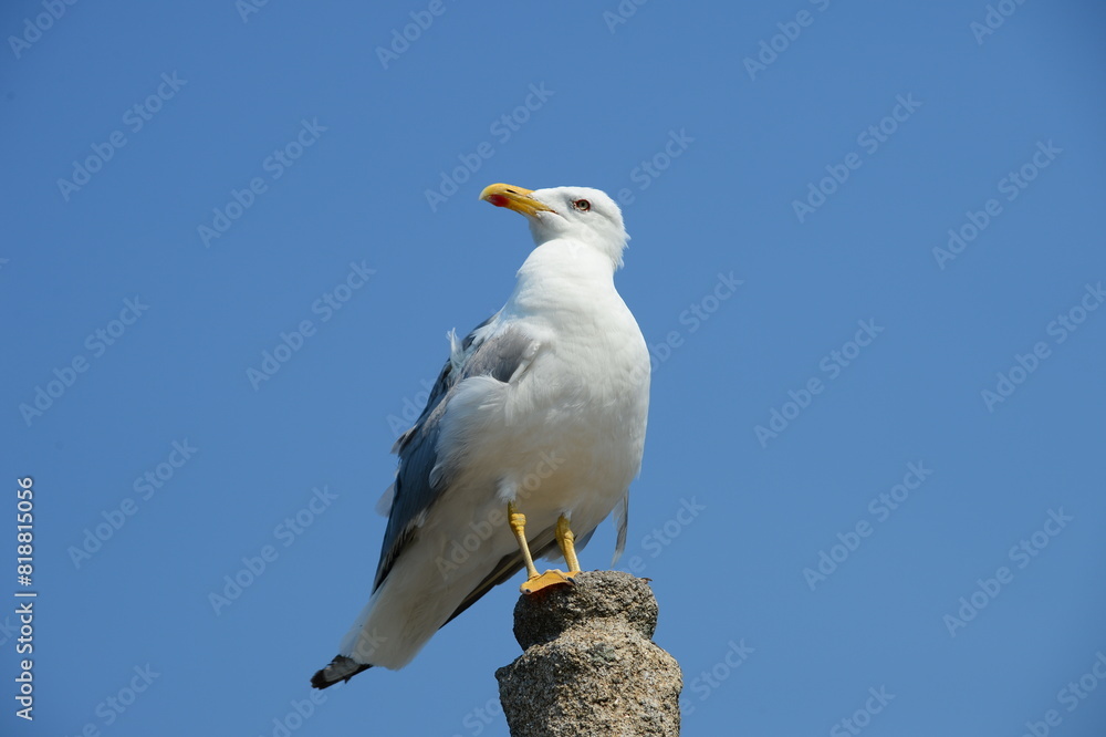 Seagull perched on a wooden stick against a vibrant blue sky Seagull perched on a wooden stick against a vibrant blue sky