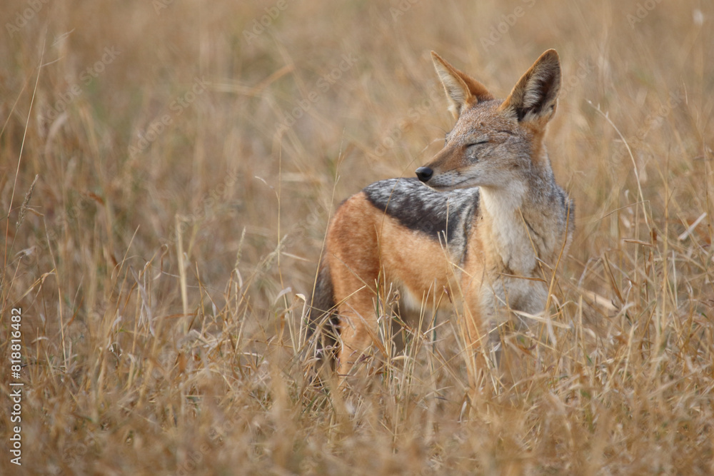 Schabrackenschakal / Black-backed jackal / Canis mesomelas Schabrackenschakal / Black-backed jackal / Canis mesomelas