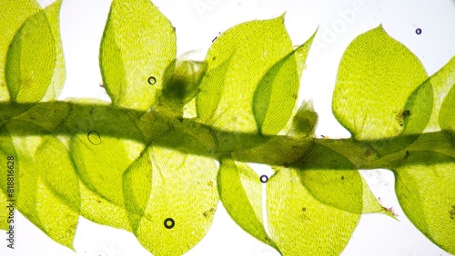 Moss (Bryophyte) under microscope. The species probably Ectropothecium sp. Stacked photo image. About 80x magnification photo