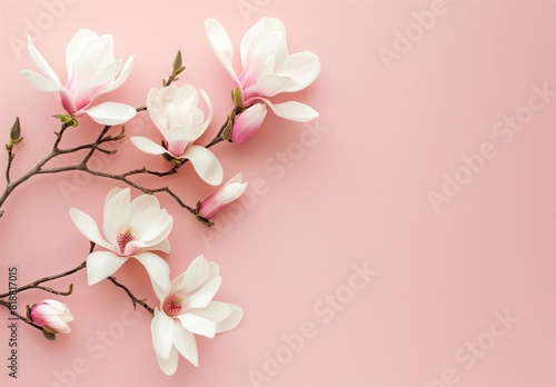 white magnolia flowers on pink background  flat lay  top view  spring concept  copy space