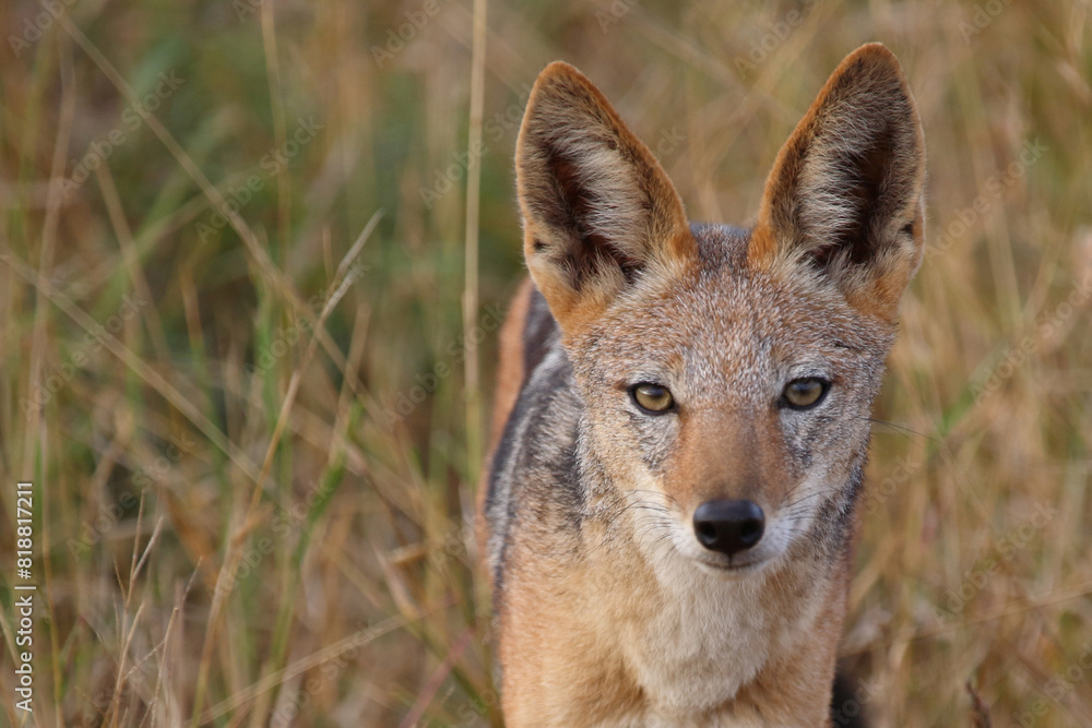 Obraz premium Schabrackenschakal / Black-backed jackal / Canis mesomelas