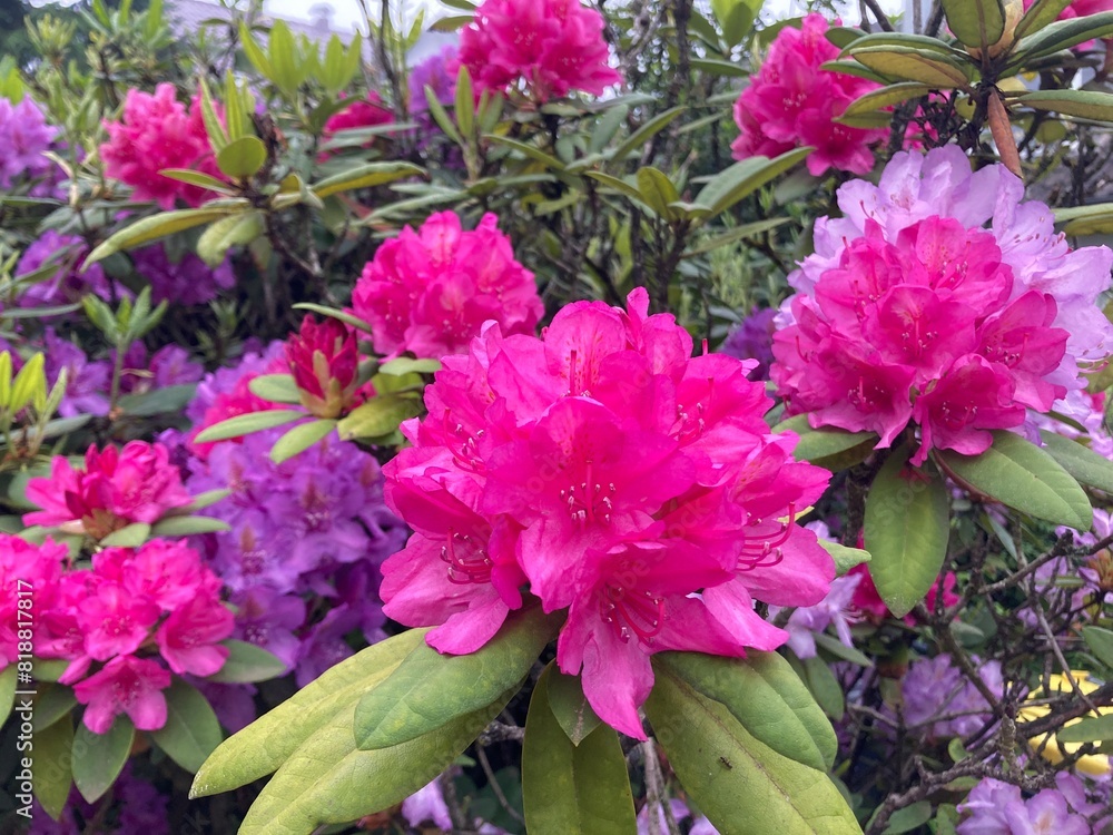 Verschiedene Farben von Rhododendronblüten Verschiedene Farben von Rhododendronblüten