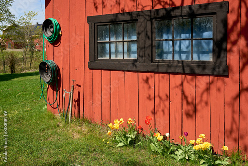 Hoses for watering the garden hang on the wall of the wooden house or barn. Water supply system for watering plants. Gardening. Large varietal tulips are blooming. 
