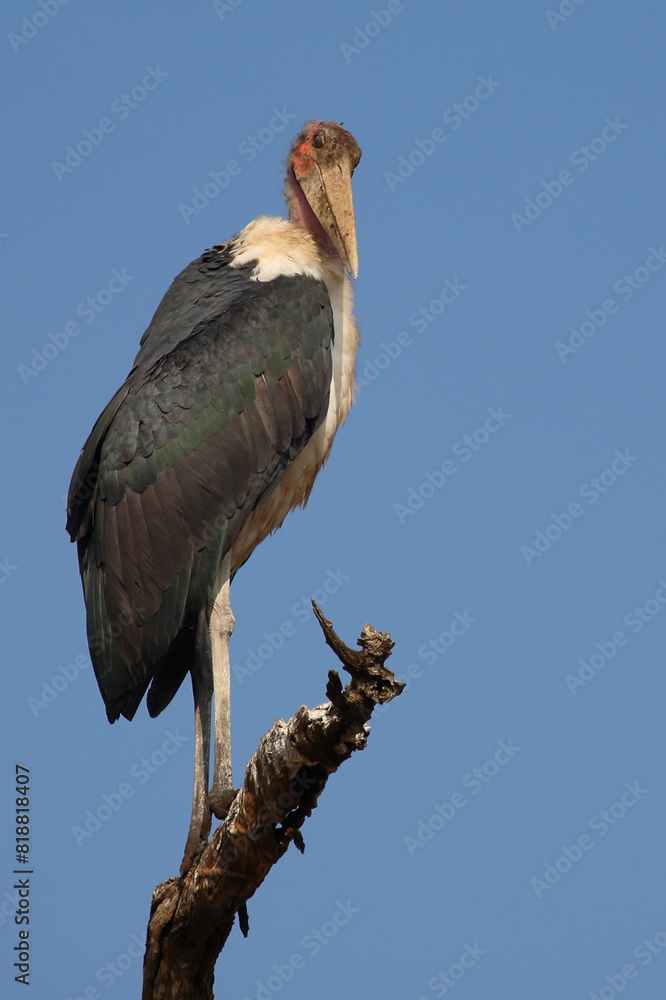 Marabu / Marabou stork / Leptoptilos crumeniferus Marabu / Marabou stork / Leptoptilos crumeniferus