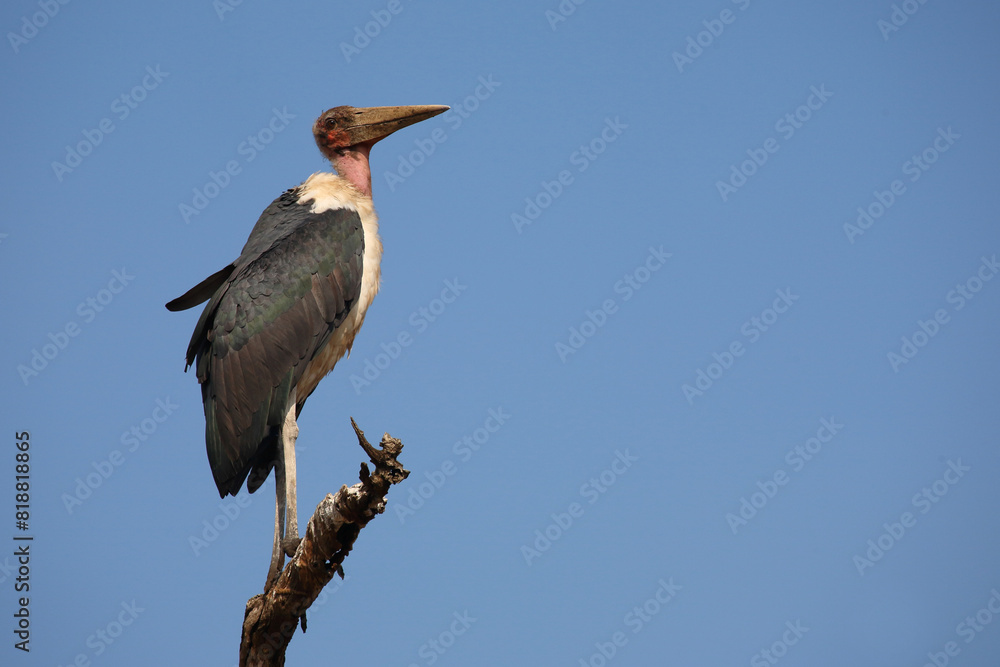 Fototapeta premium Marabu / Marabou stork / Leptoptilos crumeniferus