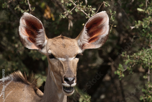 Großer Kudu / Greater kudu / Tragelaphus strepsiceros photo