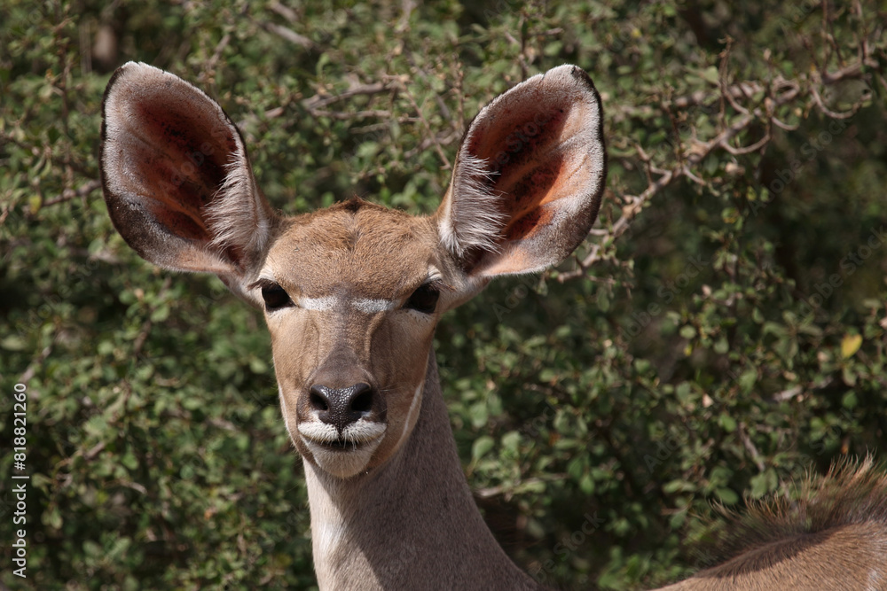 Großer Kudu / Greater kudu / Tragelaphus strepsiceros Großer Kudu / Greater kudu / Tragelaphus strepsiceros