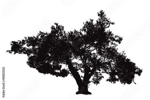 Vector silhouette of tree on white background. Symbol of nature.