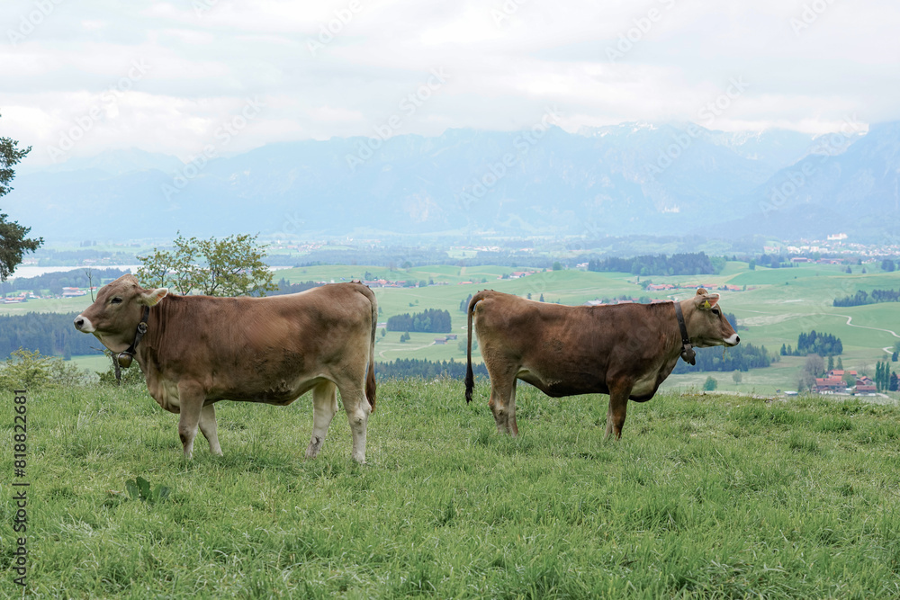 Cows graze in a meadow and eat green grass against the backdrop of the Swiss mountains. Cows graze in a meadow and eat green grass against the backdrop of the Swiss mountains.