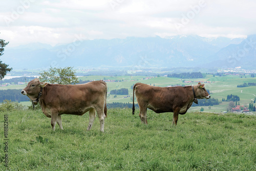 Cows graze in a meadow and eat green grass against the backdrop of the Swiss mountains. © andov
