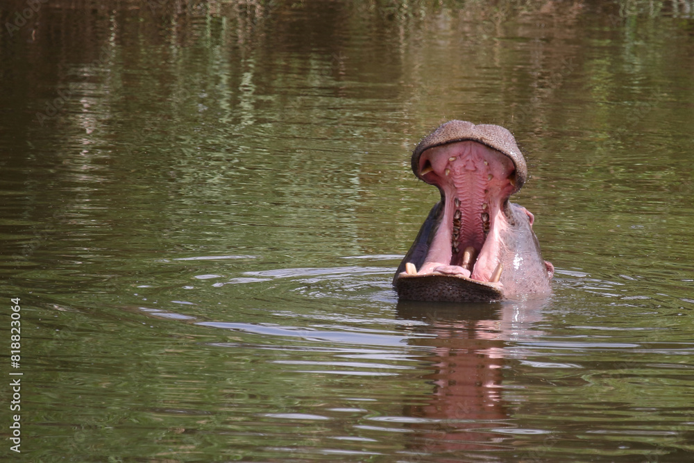 Fototapeta premium Flußpferd / Hippopotamus / Hippopotamus amphibius..