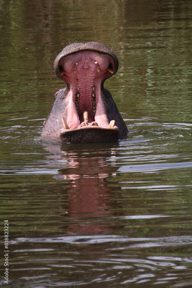 Fototapeta premium Flußpferd / Hippopotamus / Hippopotamus amphibius..