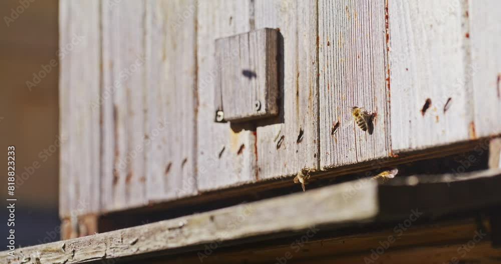 View of Bees Flying Into Wooden Hive View of Bees Flying Into Wooden Hive