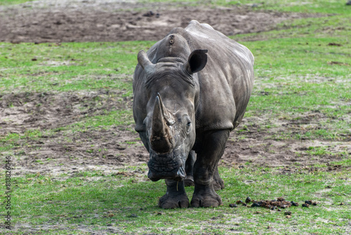 Nashorn von vorne photo