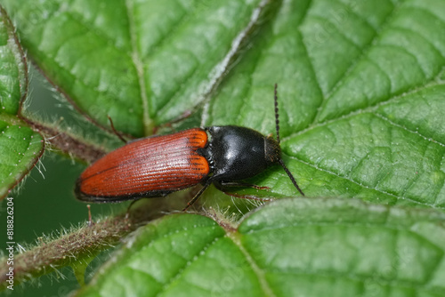 Closeup on a colorful red and black European Ampedus pomorum clicking beetle on a leaf photo