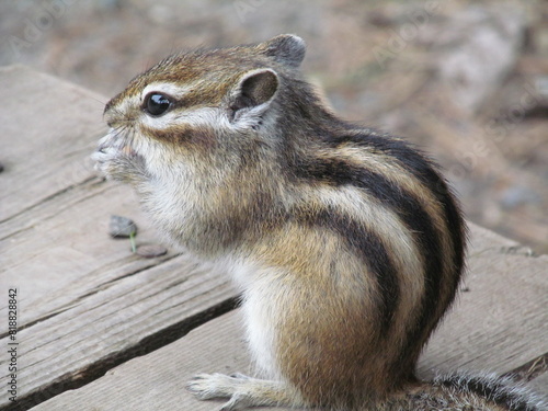 Striped asian siberian chipmunk macro (Latin Tamias sibiricus) rodent of squirrel family eating meal in nature forest. Eastern cute pretty chipmunk close up portrait. Little funny furry rodent animal photo