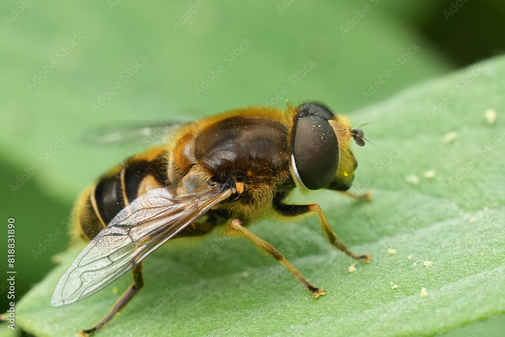Detailed closeup on the Stripe-faced Dronefly, Eristalis nemorum, sitting on a green leaf Detailed closeup on the Stripe-faced Dronefly, Eristalis nemorum, sitting on a green leaf